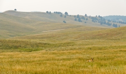 Wider shot of antelope (foreground) and rolling hills.