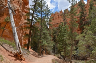 Canyon floor along the Navajo/Queen's Garden loop.