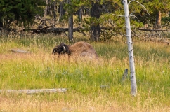 Sleeping bison.