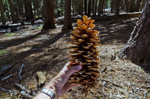 I thought this was a redwood pine cone because of how enormous it is, but redwoods apparently have small cones, so I'm not sure what type of tree this belongs to.