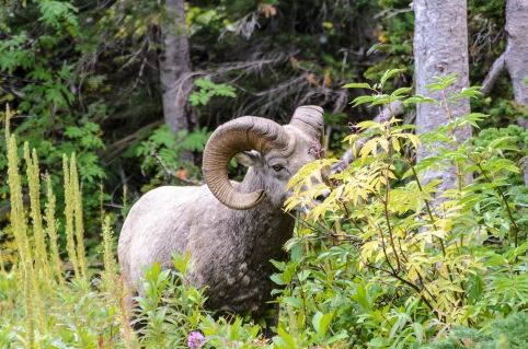 Ram on the Grinell Glacier Trail