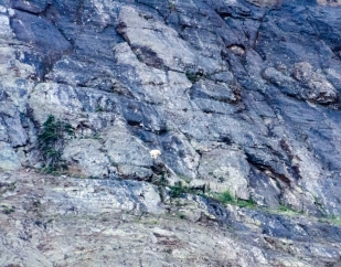Mountain goat high up on a cliff at Two Medicine.