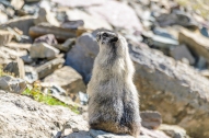 Marmot on the Highline Trail